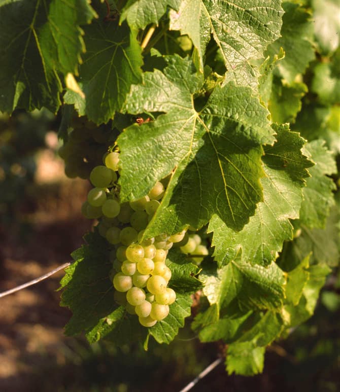 Hrozen odrůdy Chardonnay