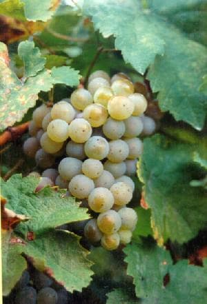 Hrozen odrůdy Müller Thurgau