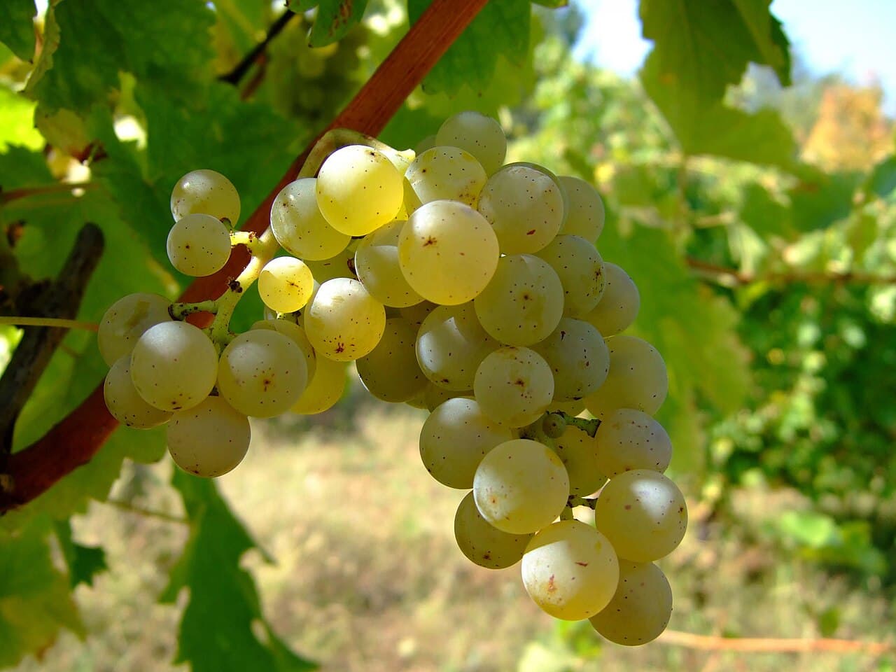 Hrozen odrůdy Sauvignon