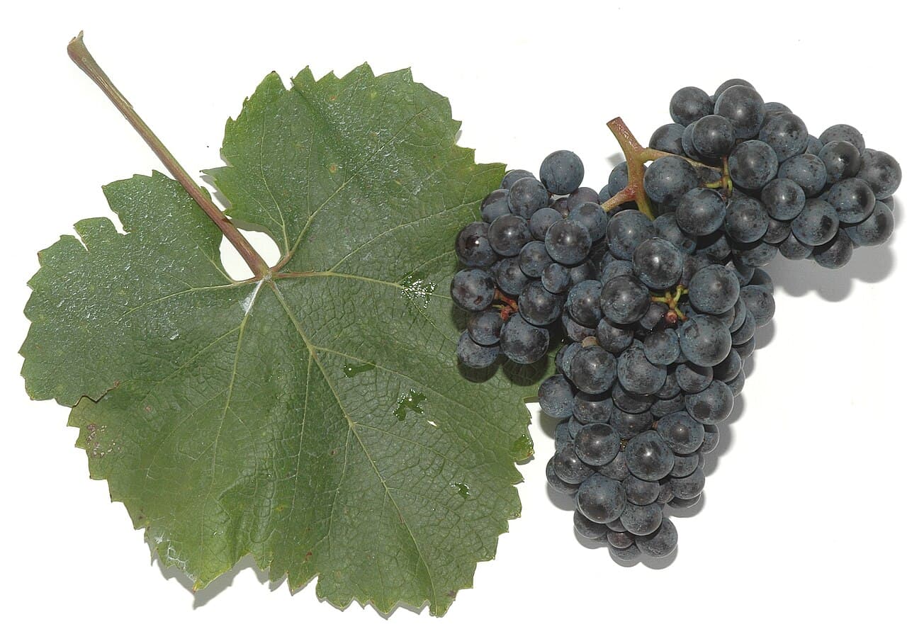 Hrozen odrůdy Zweigeltrebe