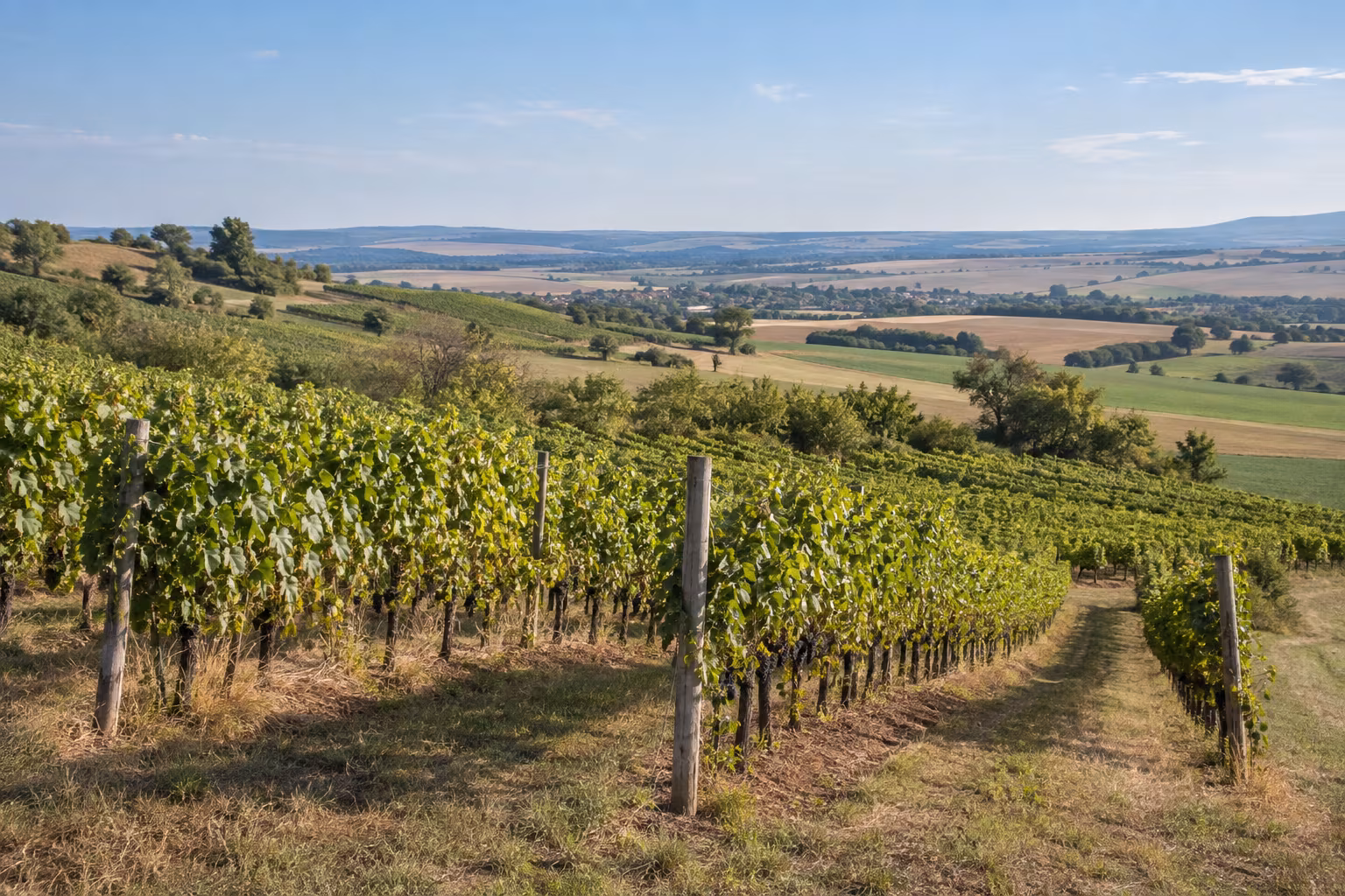 Řádky vinice v krajině Hostěrádek-Rešova